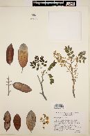 Caesalpinia platyloba image