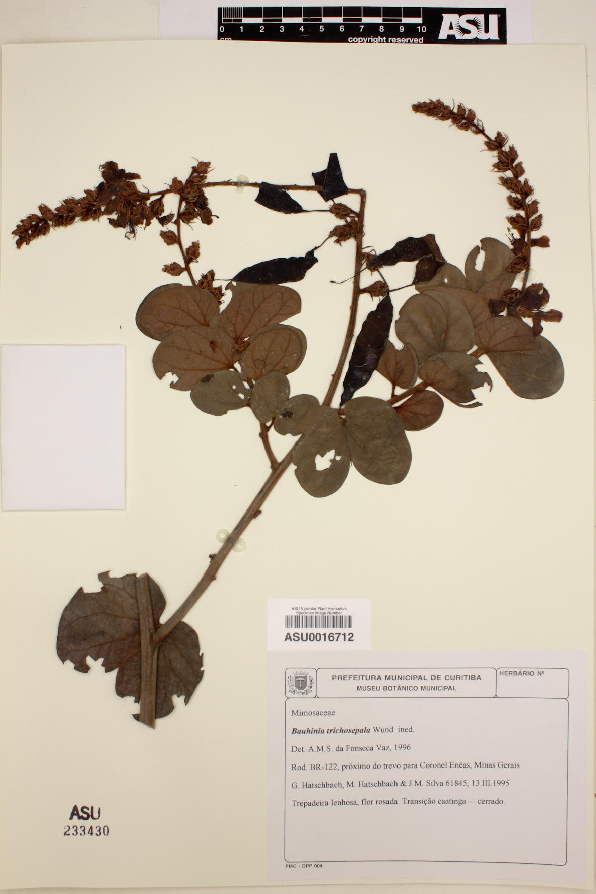 Schnella trichosepala image