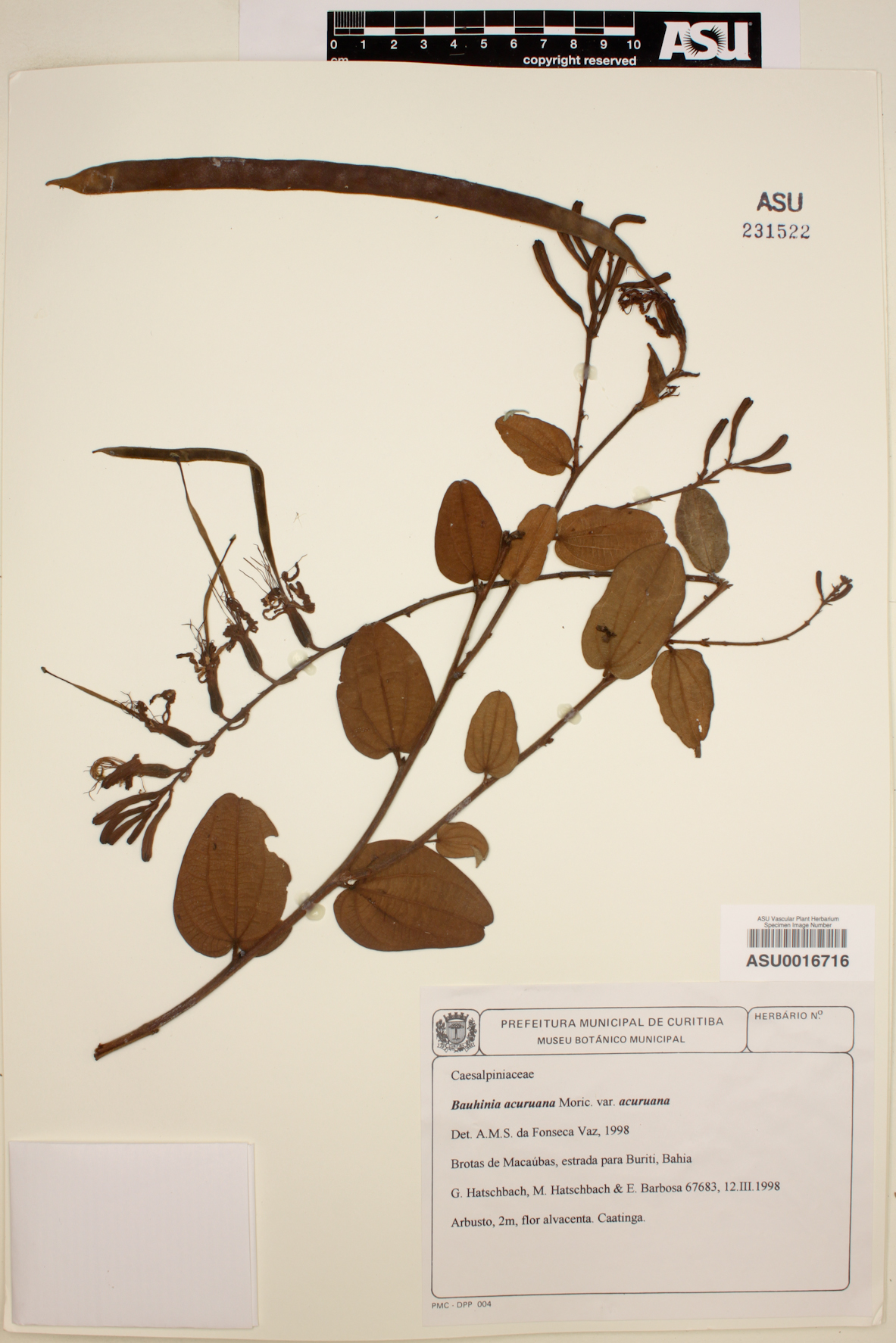 Bauhinia acuruana image