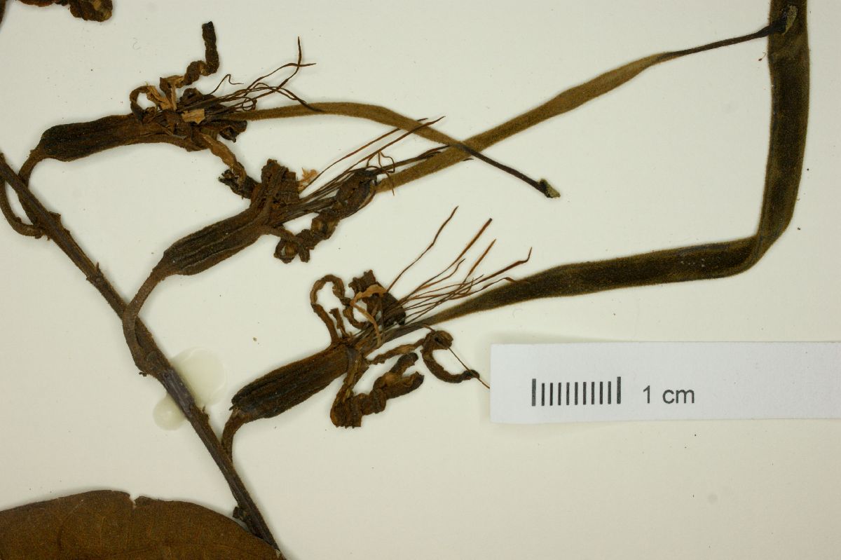 Bauhinia acuruana image