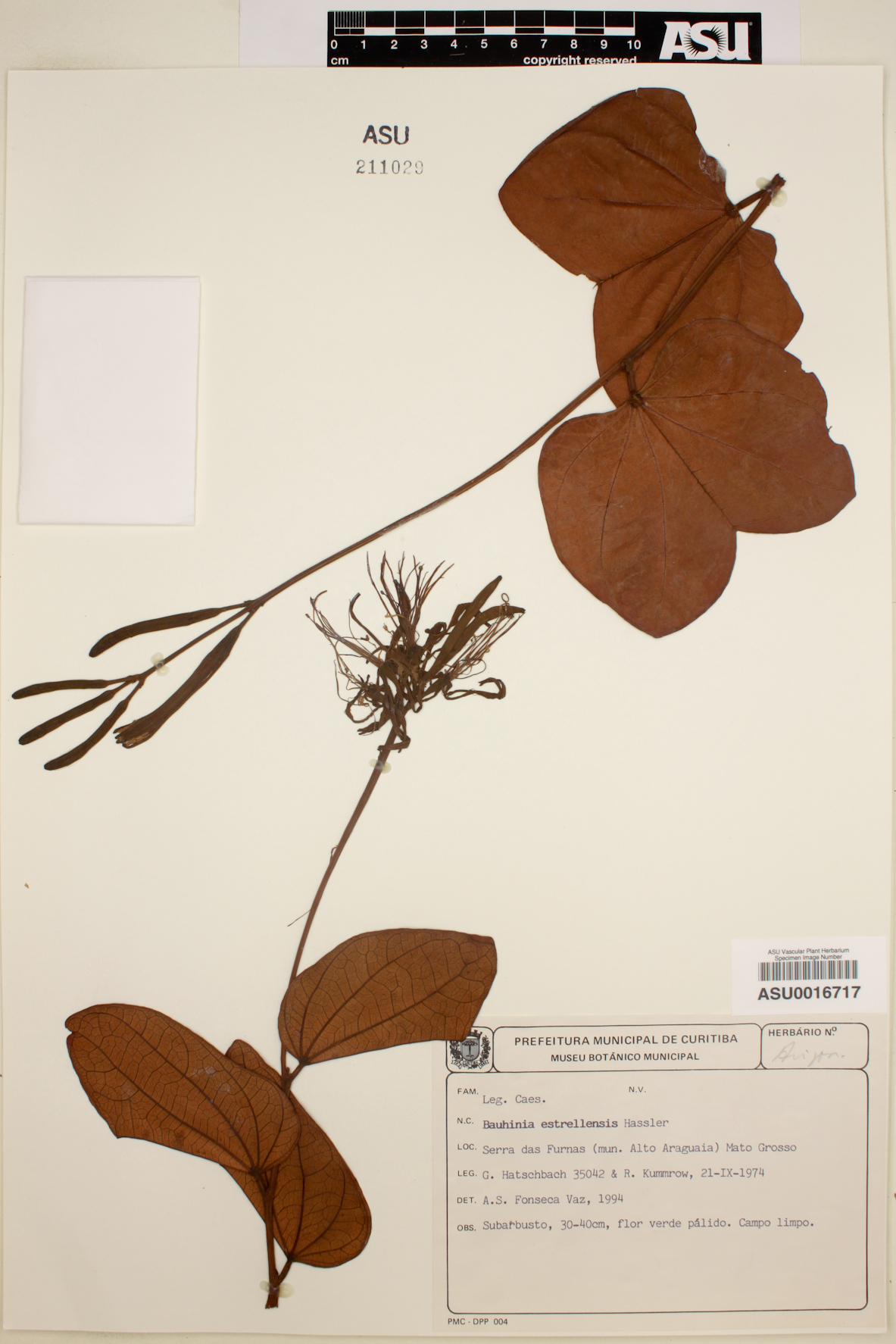 Bauhinia campestris image