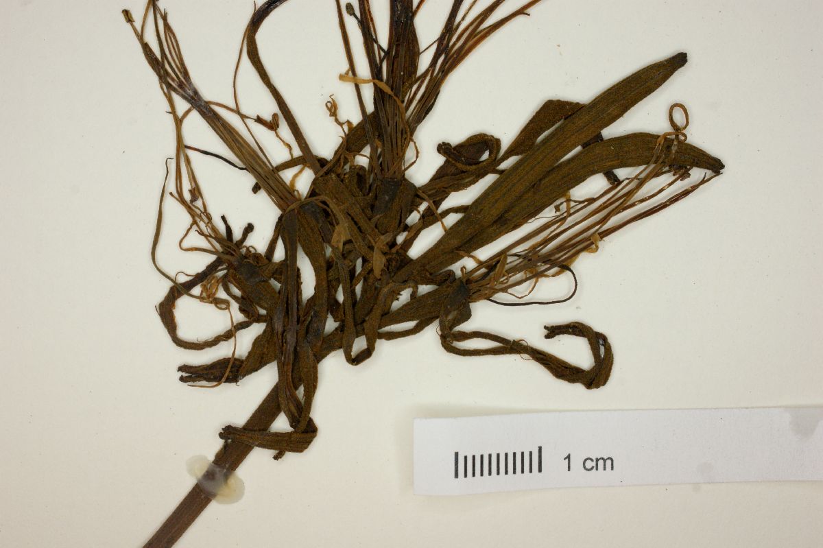 Bauhinia campestris image