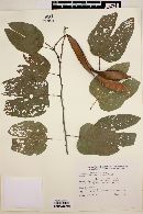 Bauhinia forficata image