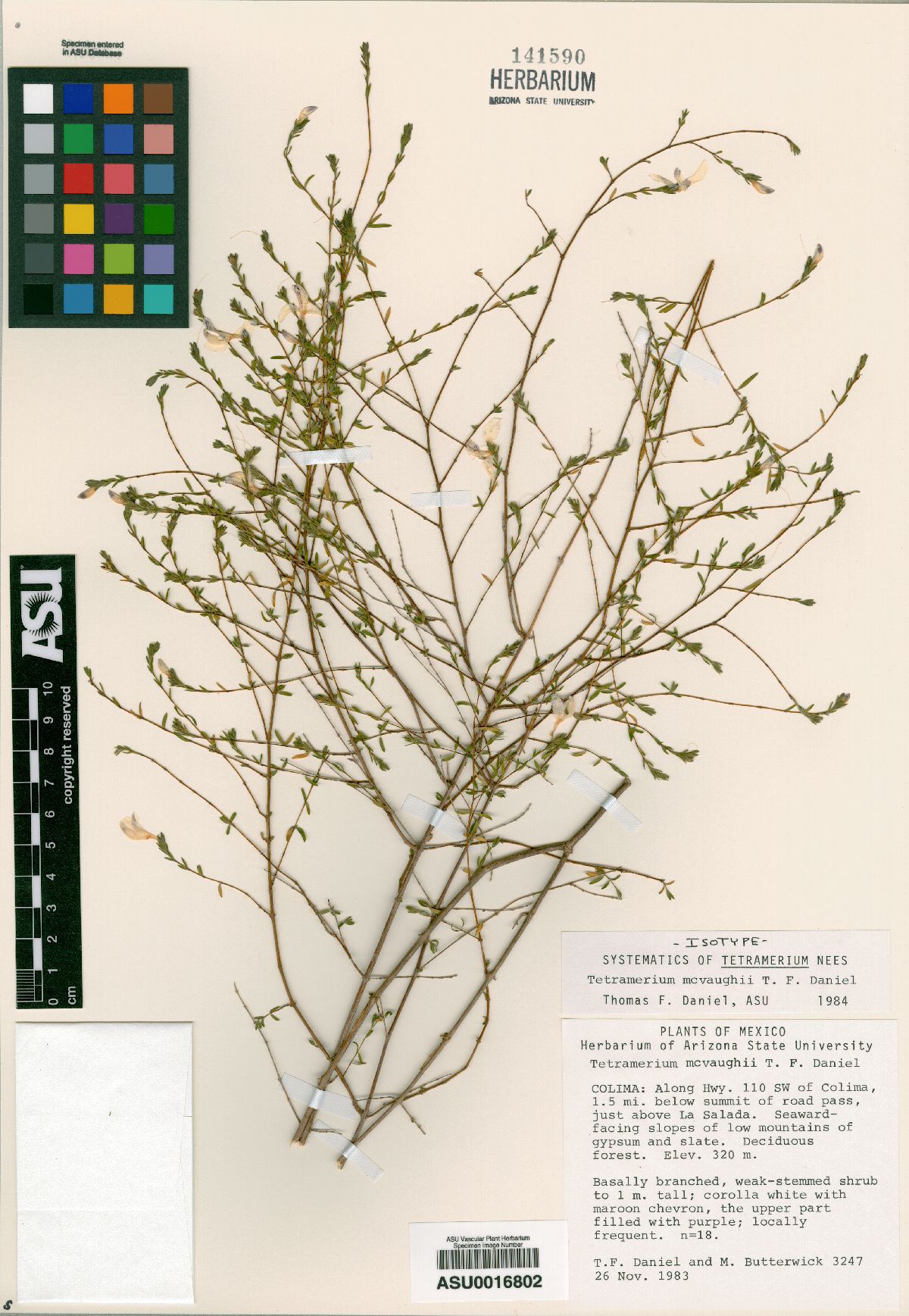 Tetramerium mcvaughii image