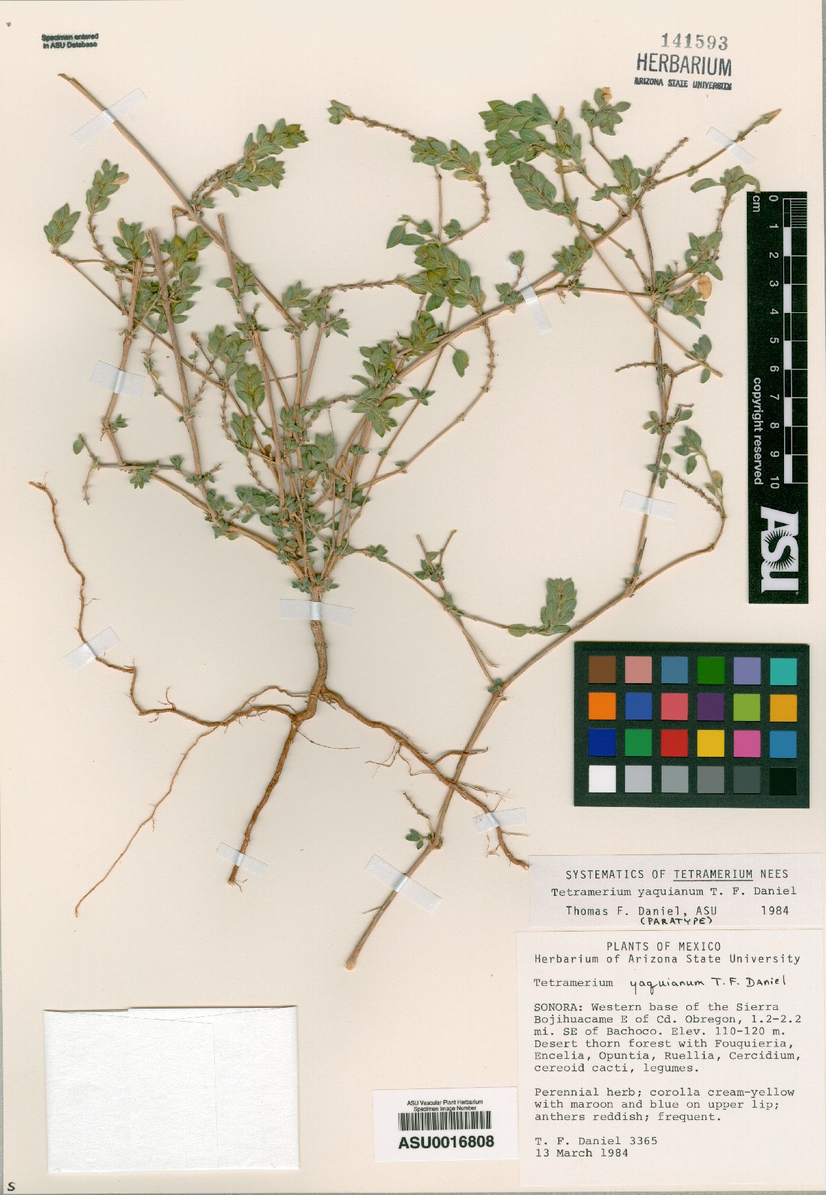Tetramerium yaquianum image