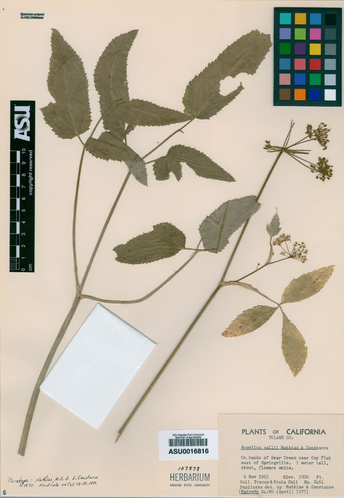 Angelica callii image