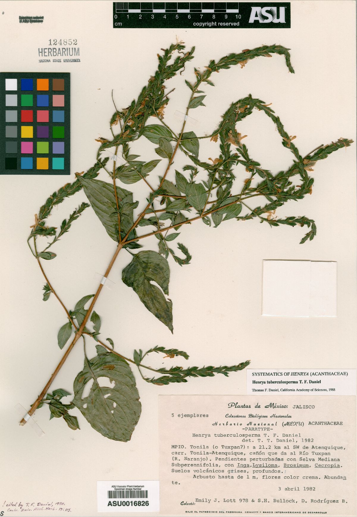 Henrya tuberculosperma image