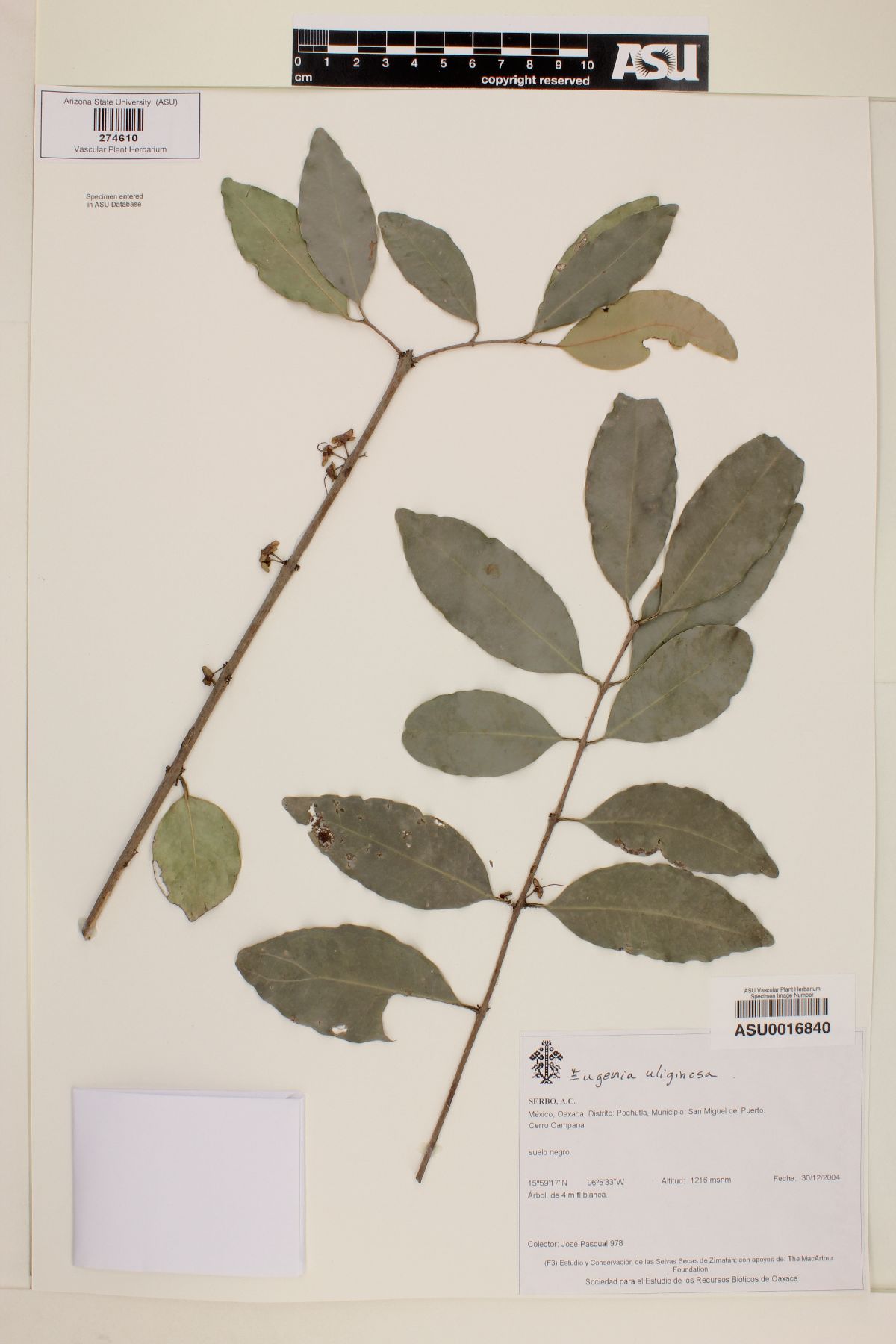 Eugenia uliginosa image