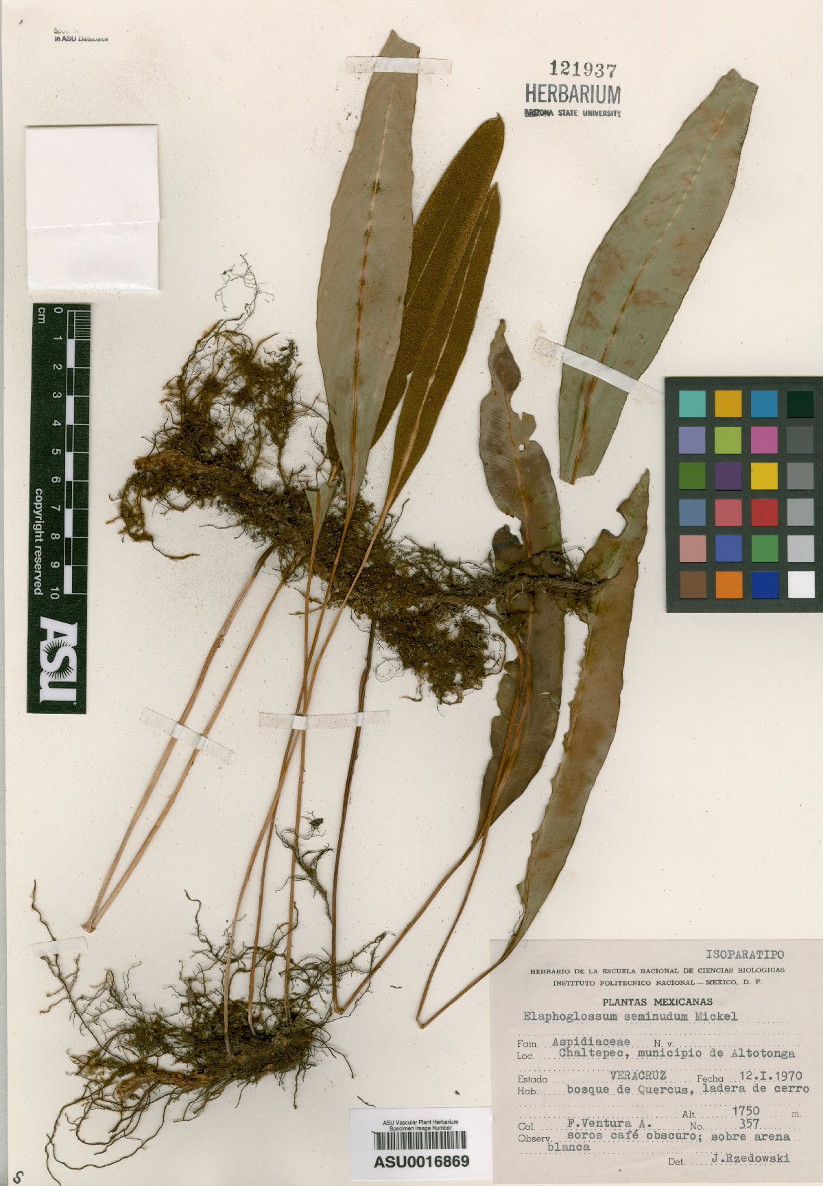 Elaphoglossum seminudum image