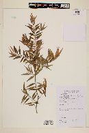 Eugenia biflora image