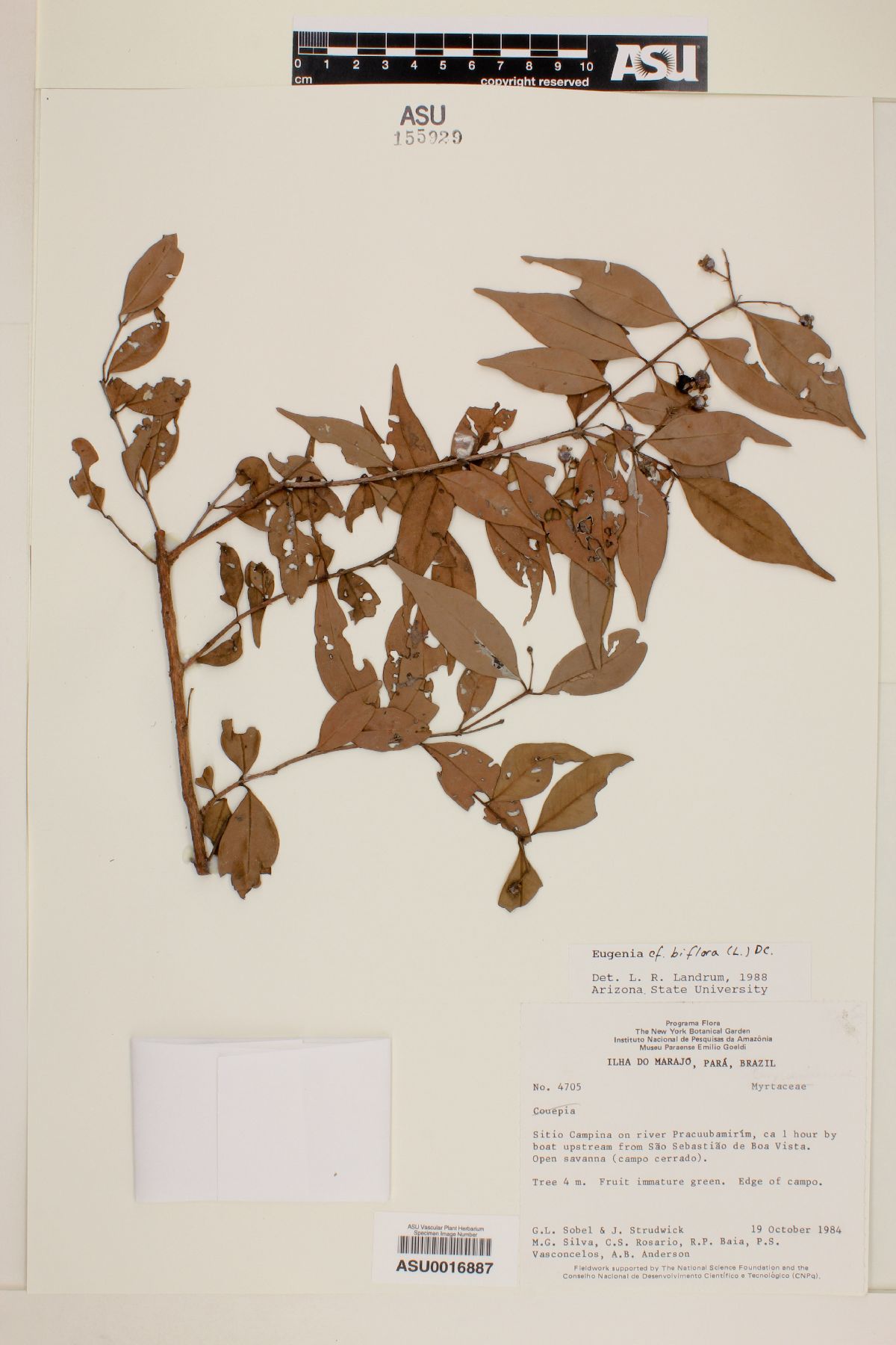 Eugenia biflora image