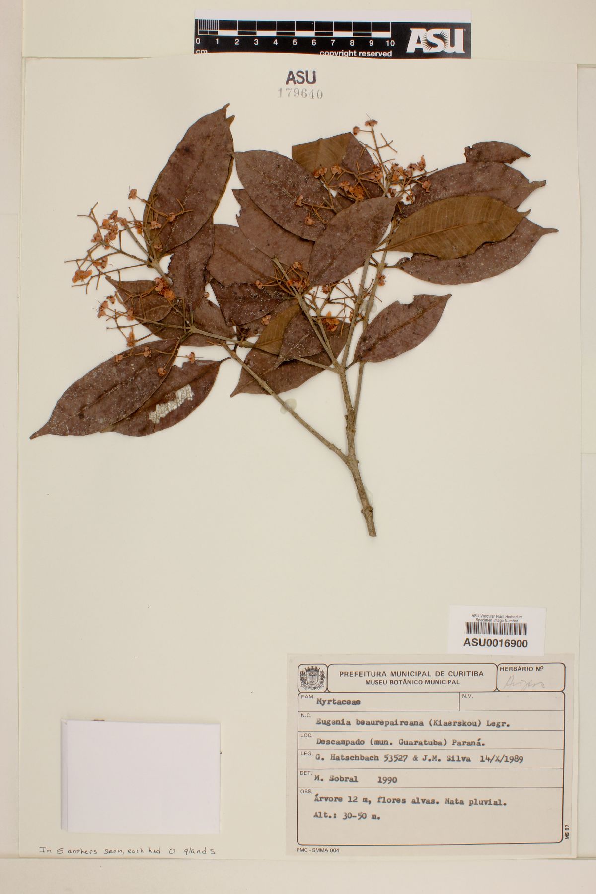 Eugenia ternatifolia image