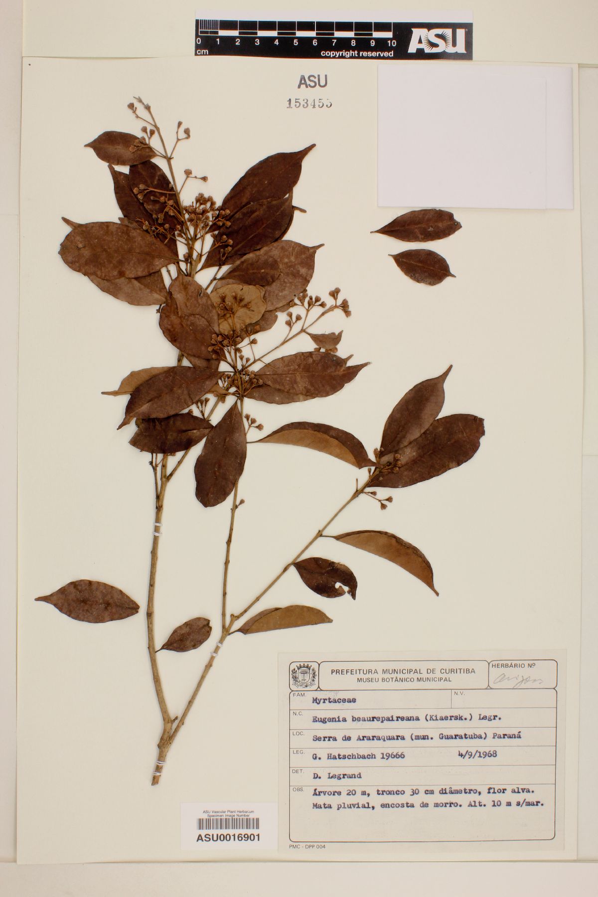 Eugenia ternatifolia image