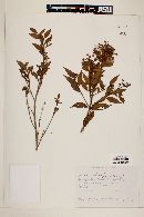 Eugenia biflora image