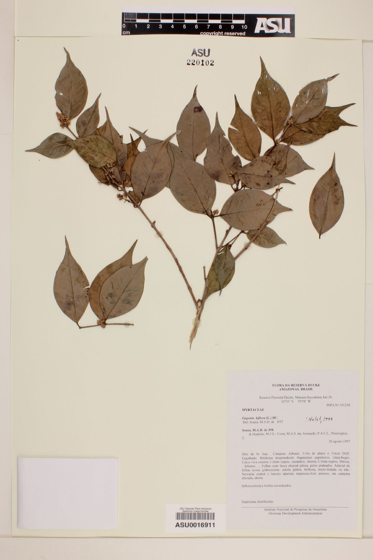 Eugenia biflora image