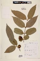 Eugenia armeniaca image