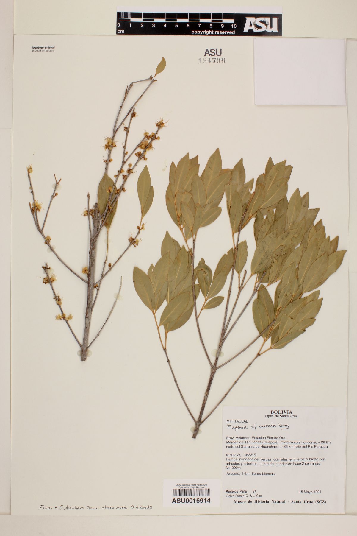 Eugenia aurata image