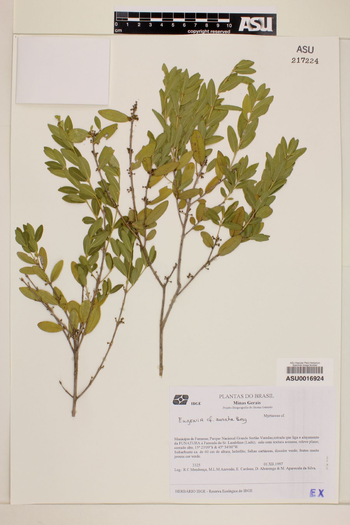 Eugenia aurata image