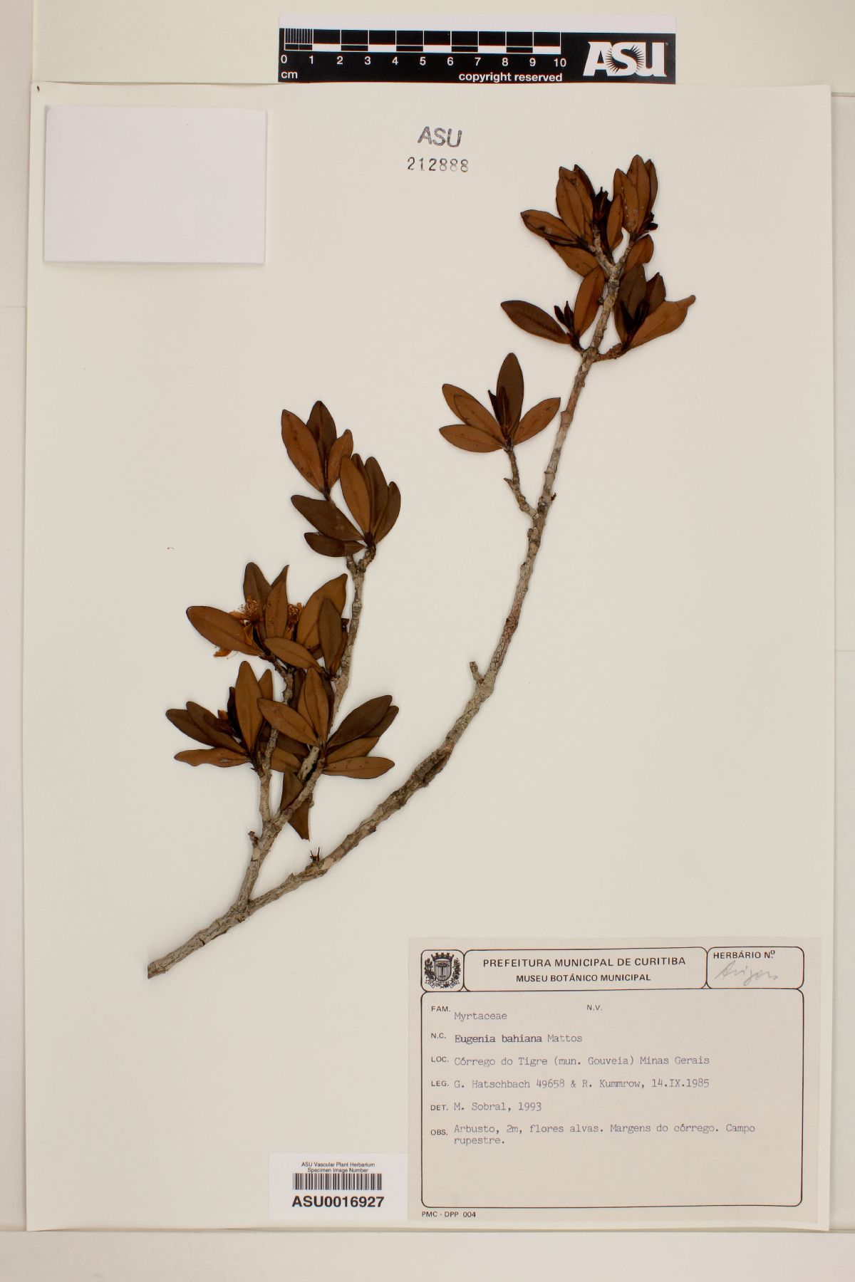 Eugenia bahiana image