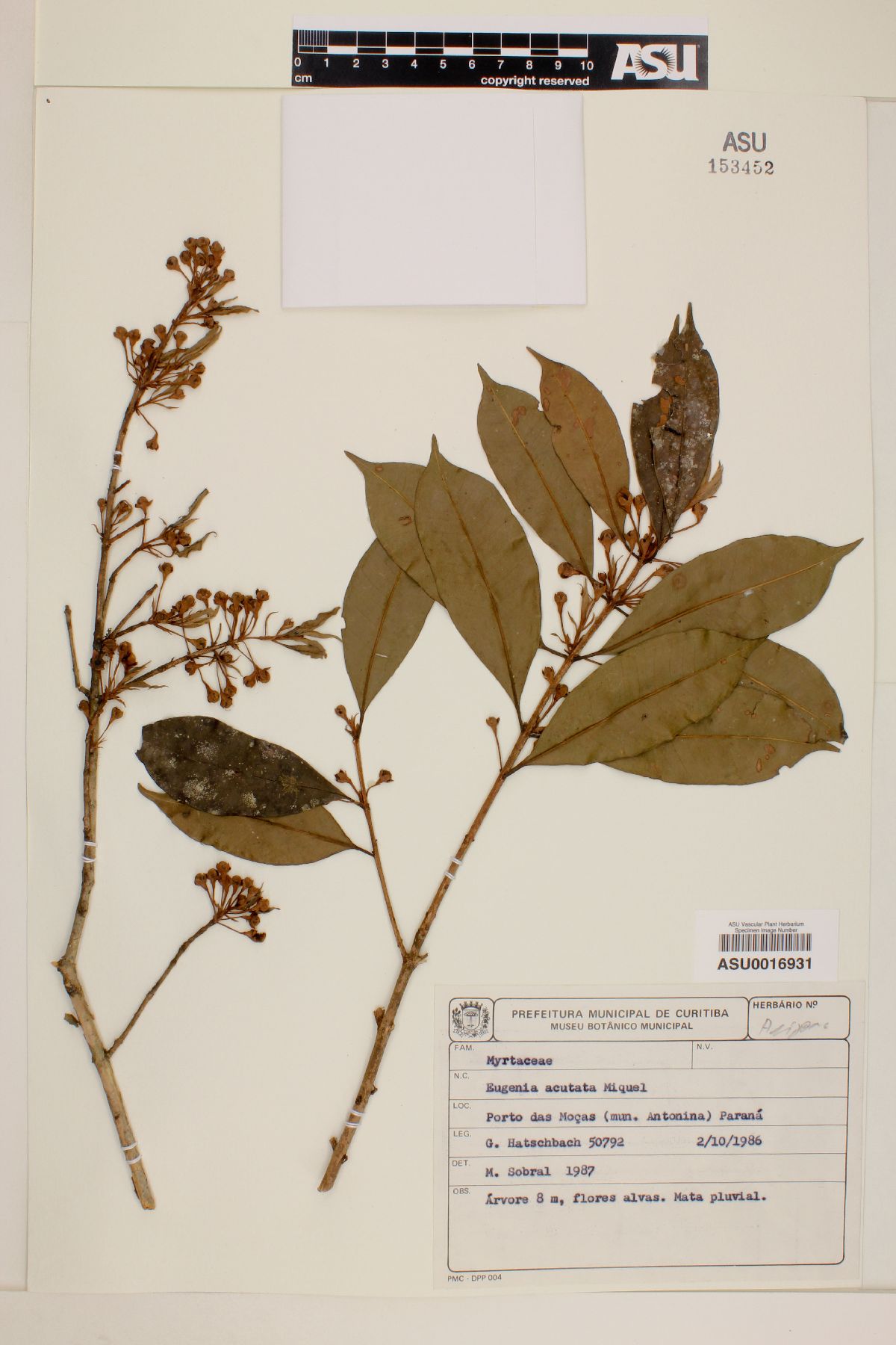 Calycorectes acutatus image