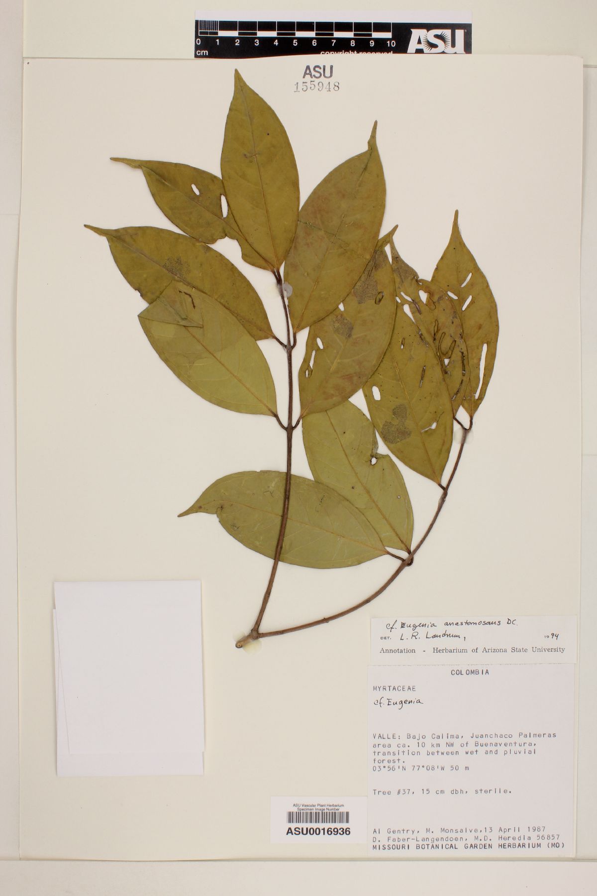 Eugenia anastomosans image