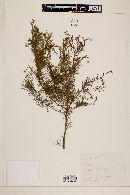 Eugenia angustissima image