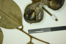 Eugenia armeniaca image