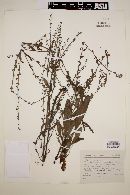 Hackelia leonotis image