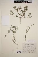 Heliotropium fruticosum image