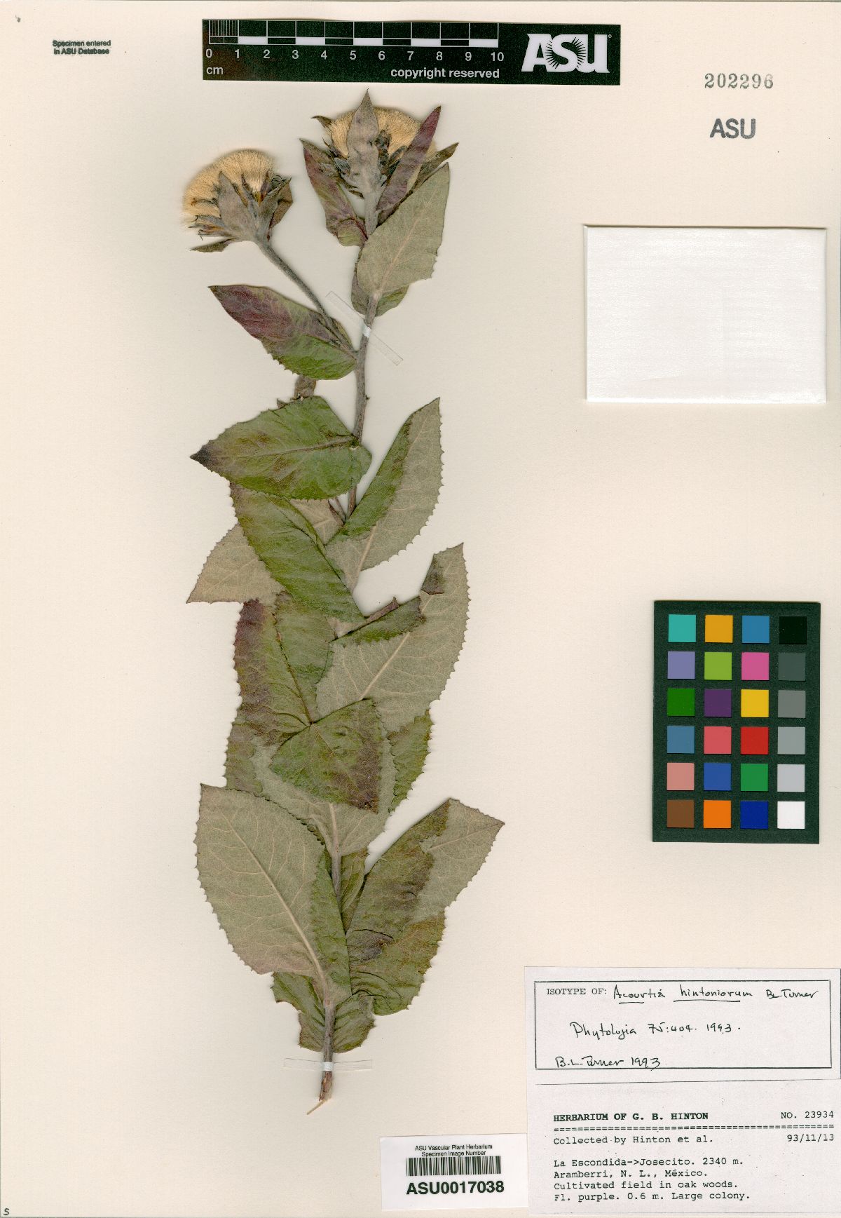 Acourtia hintoniorum image