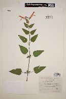 Salvia fulgens image