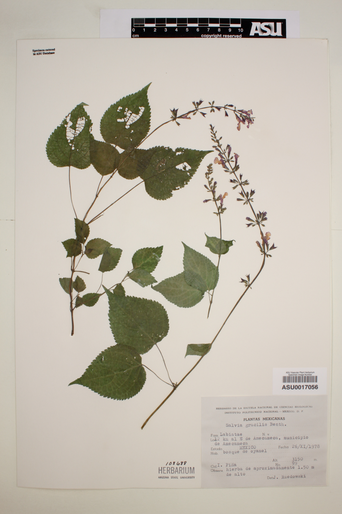 Salvia gracilis image