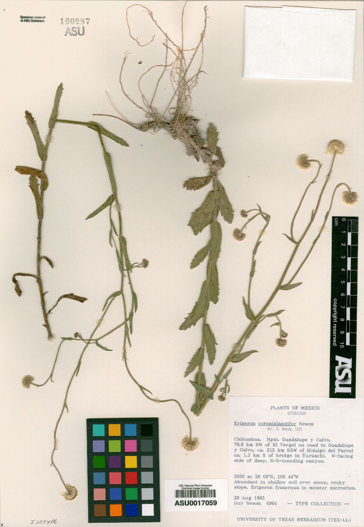 Erigeron coroniglandifer image