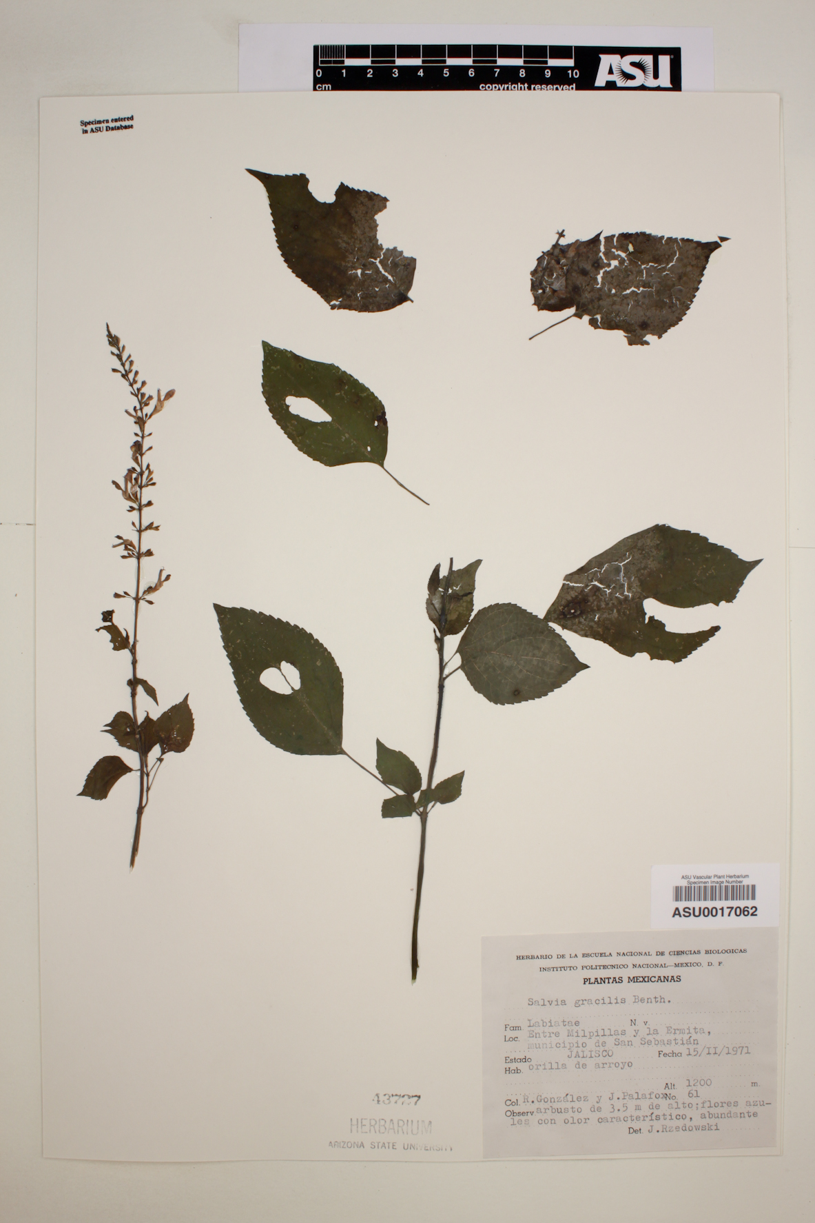 Salvia gracilis image