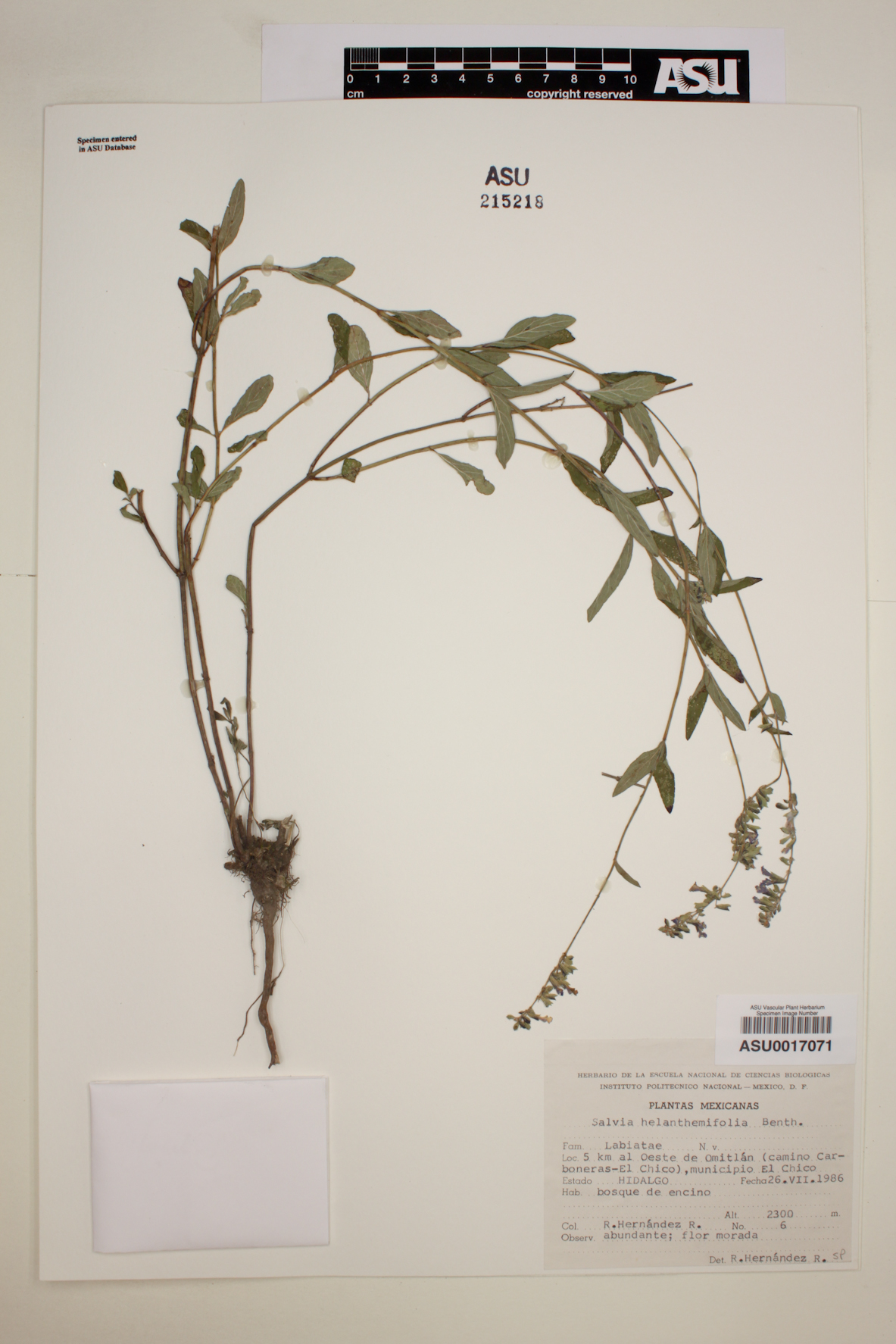 Salvia helianthemifolia image