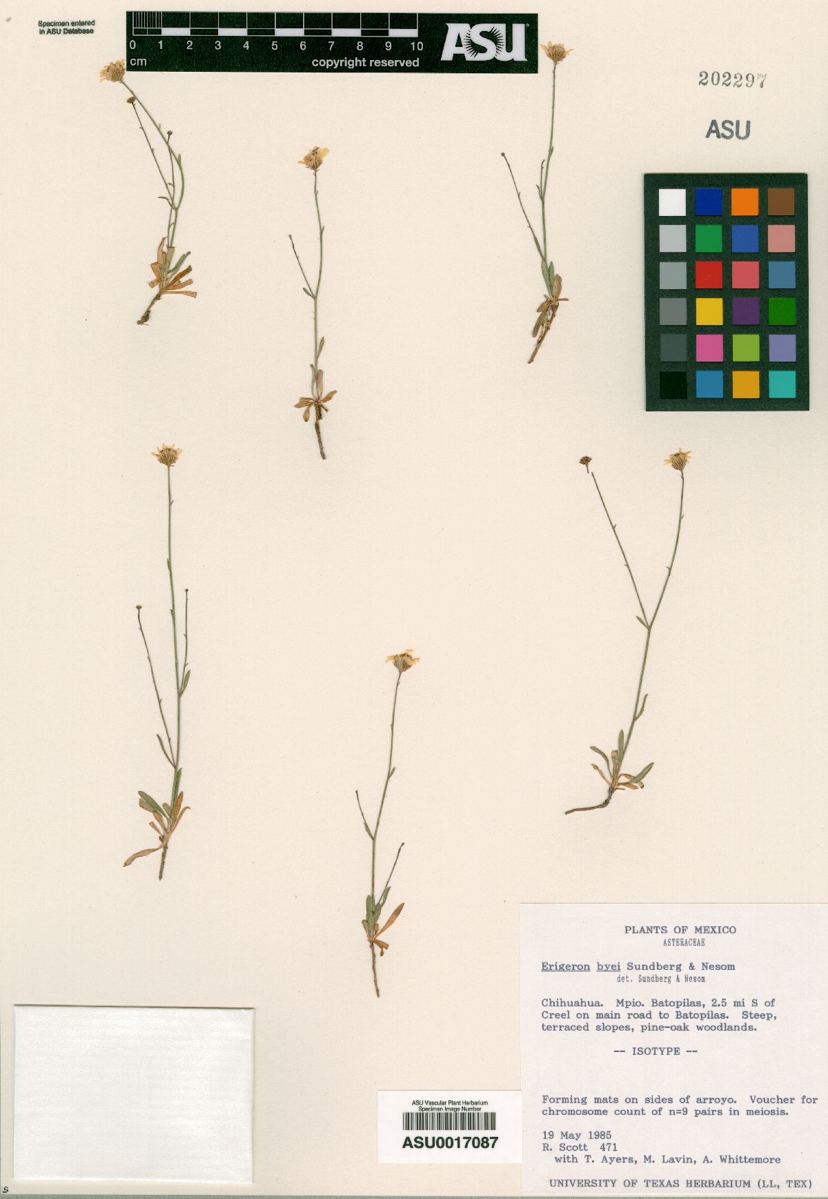 Erigeron byei image