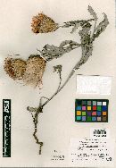 Cirsium townsendii image