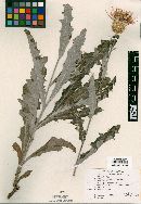 Cirsium townsendii image