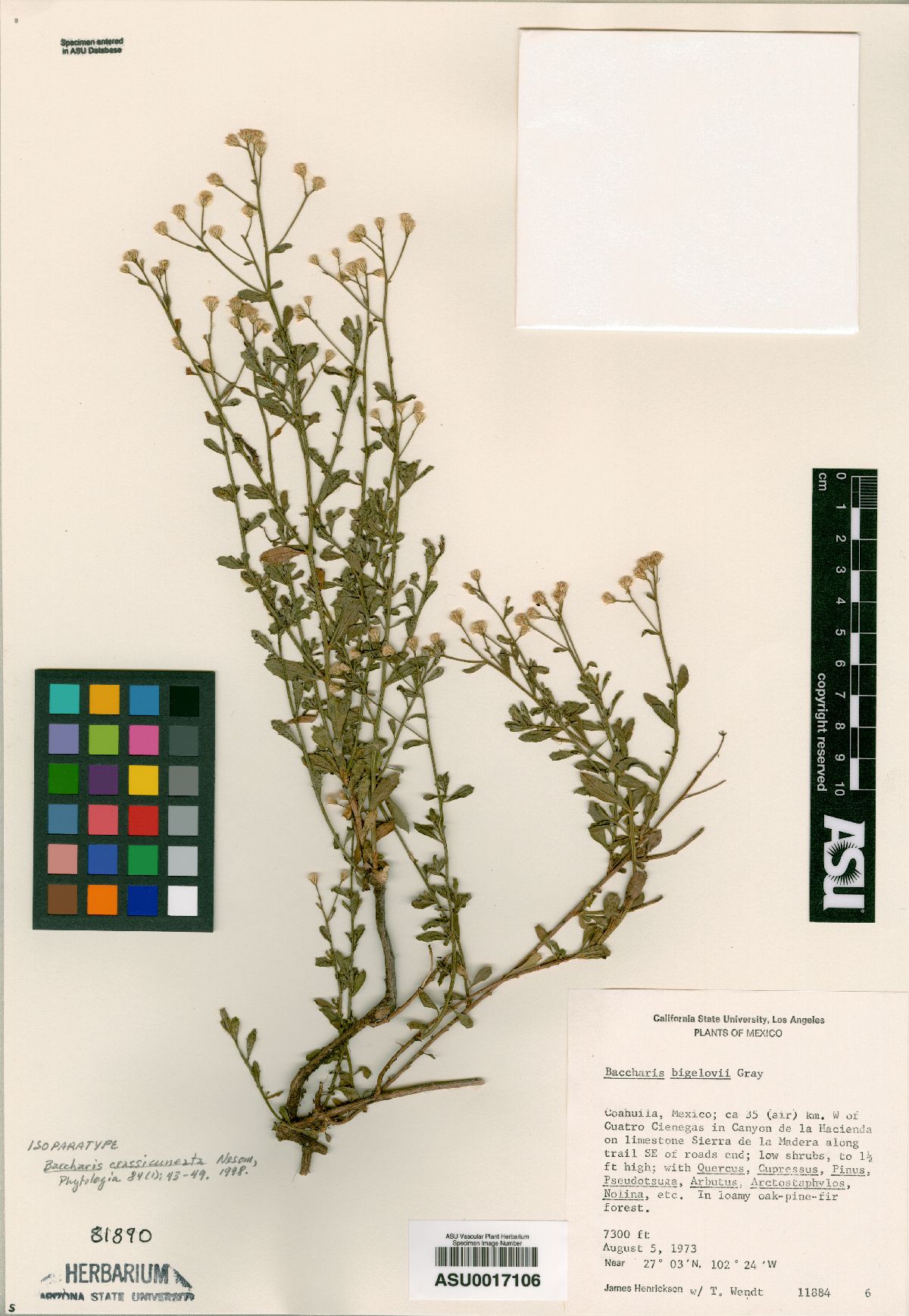 Baccharis crassicuneata image