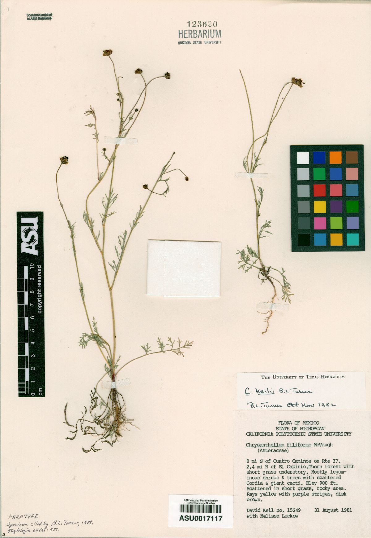 Chrysanthellum keilii image