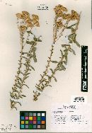 Isocoma menziesii var. diabolica image