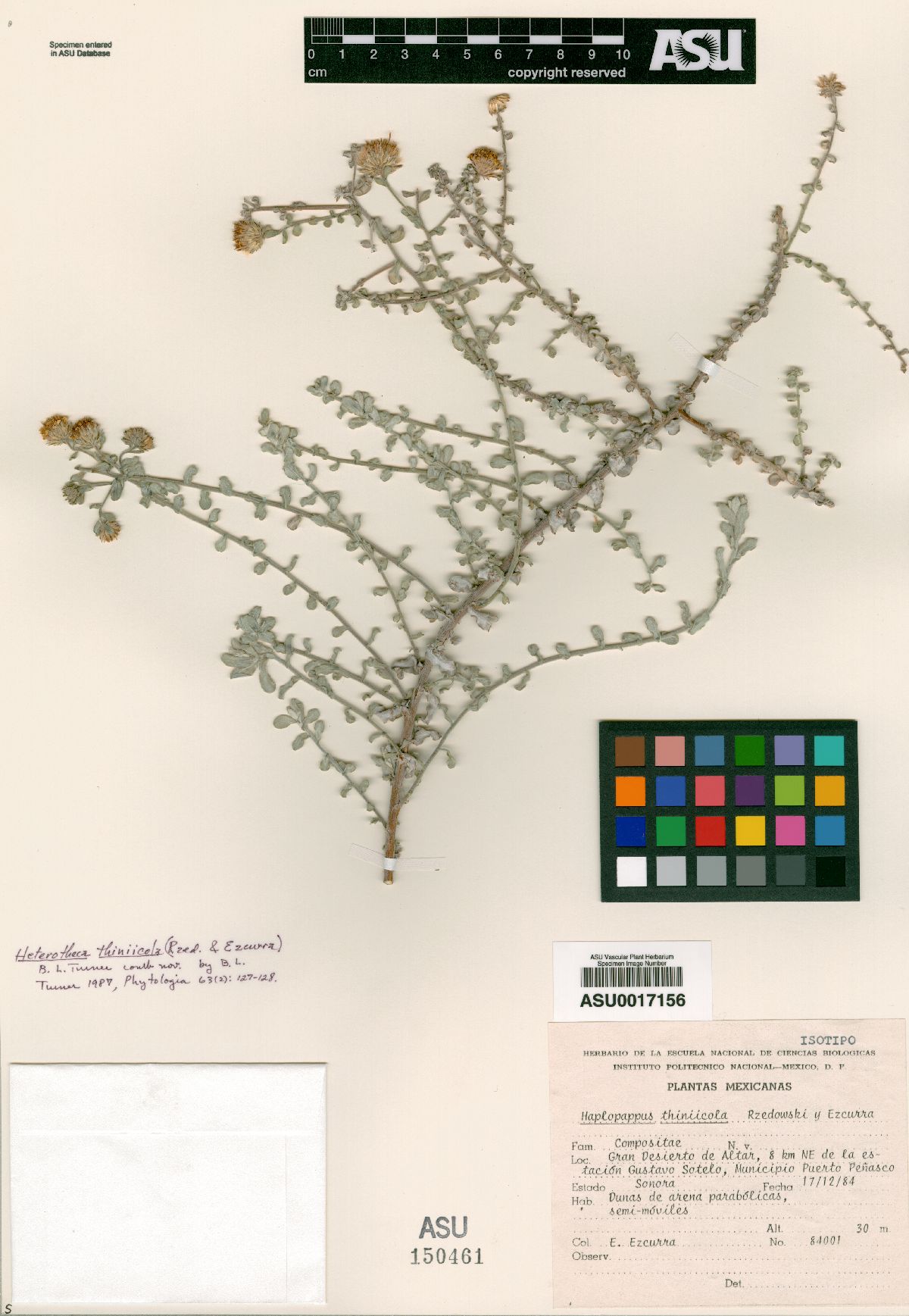 Haplopappus thiniicola image