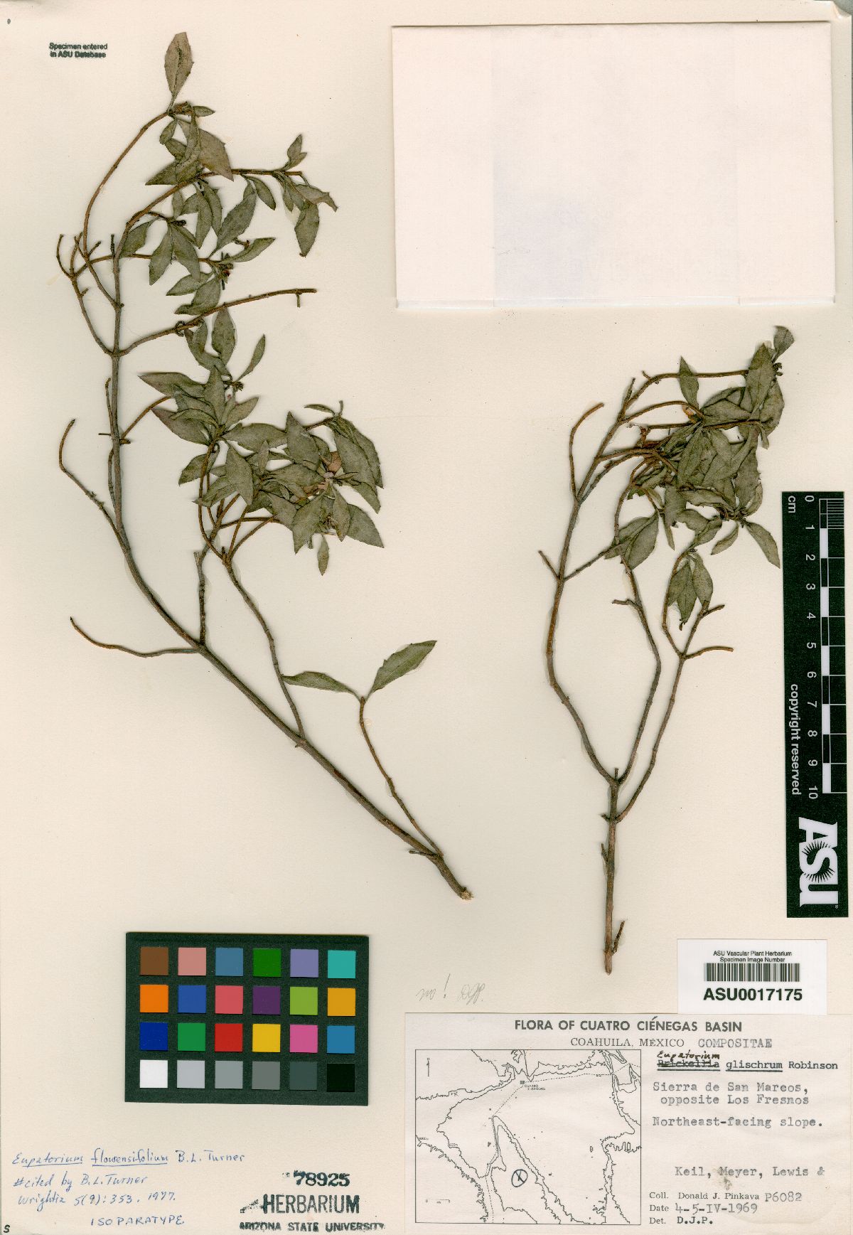 Eupatorium flourensifolium image
