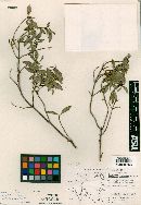 Image of Eupatorium flourensifolium