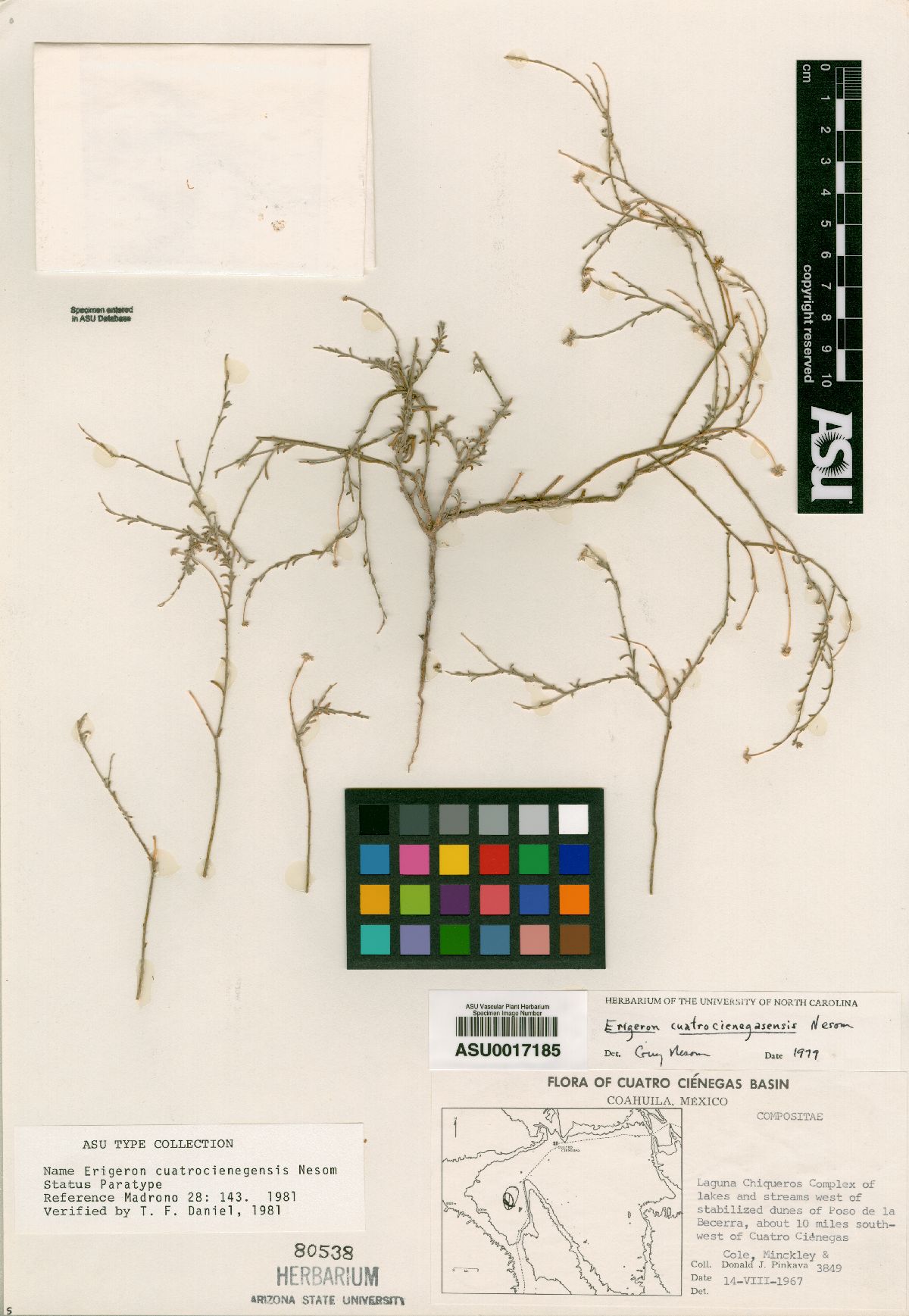 Erigeron cuatrocienegensis image