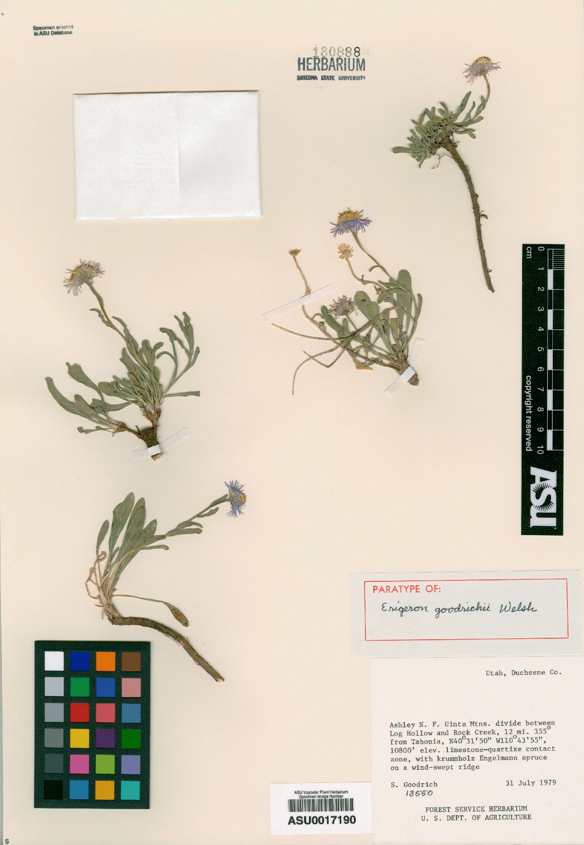 Erigeron goodrichii image