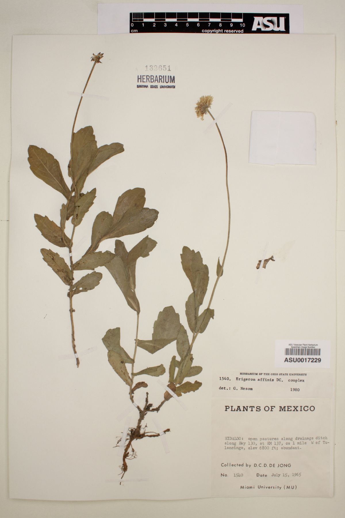 Erigeron affinis image