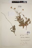 Erigeron affinis image