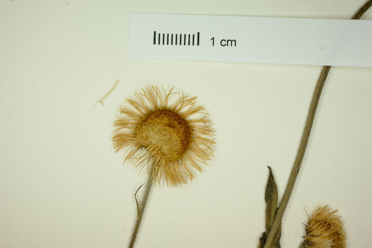 Erigeron basilobatus image