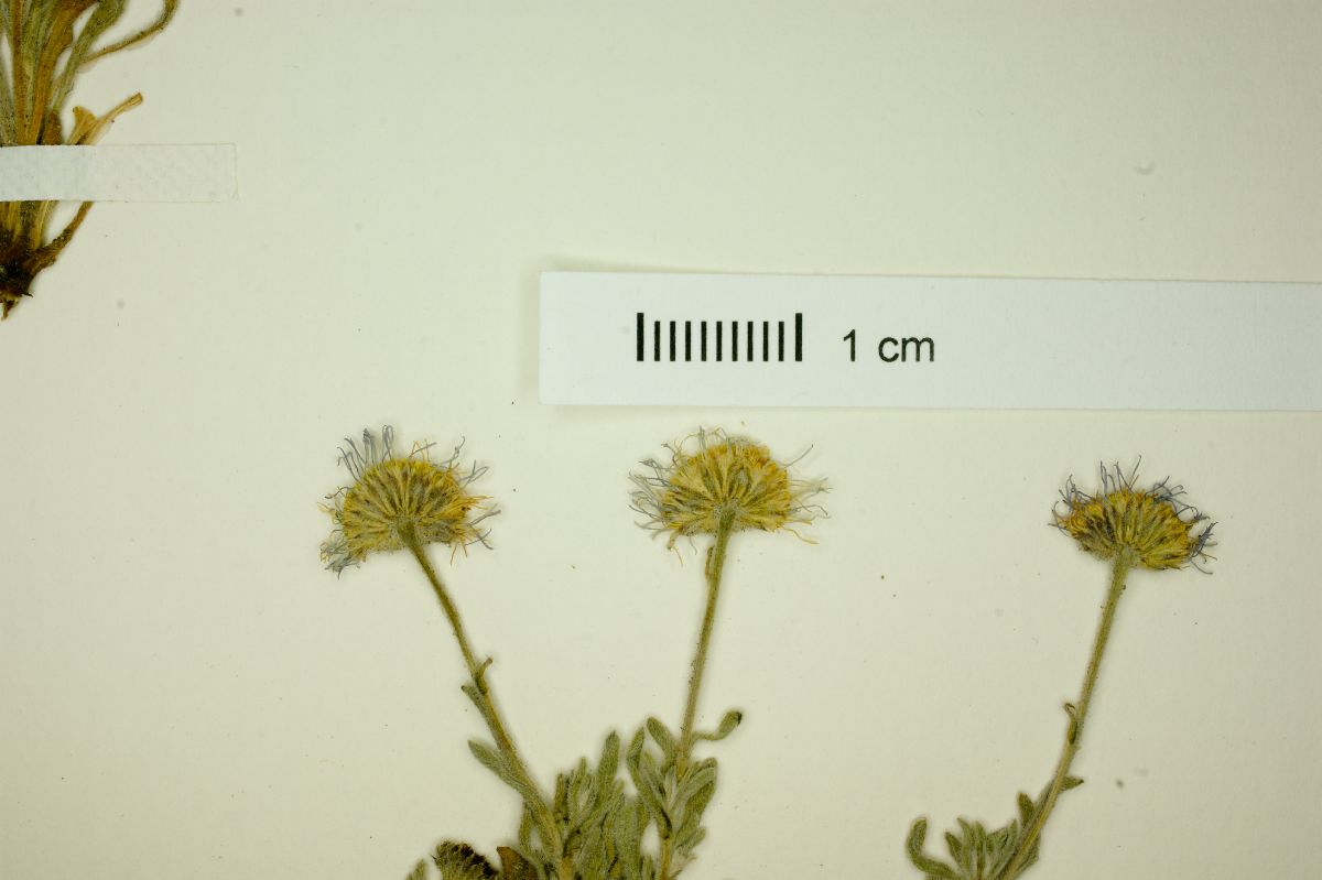 Erigeron foliosus image